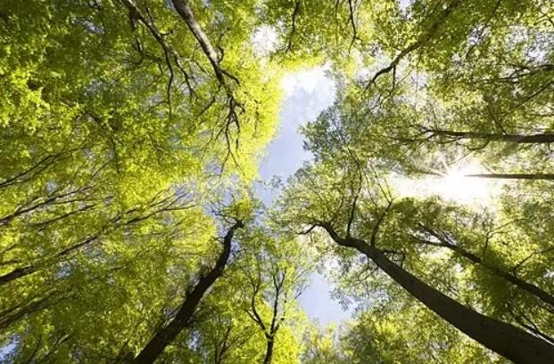 d1.jpg